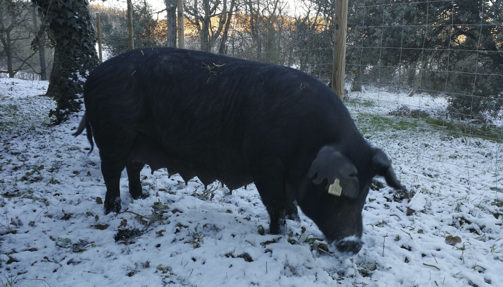 Un ejemplar de raza Gasc�n en la explotaci�n ecol�gica dpag�s