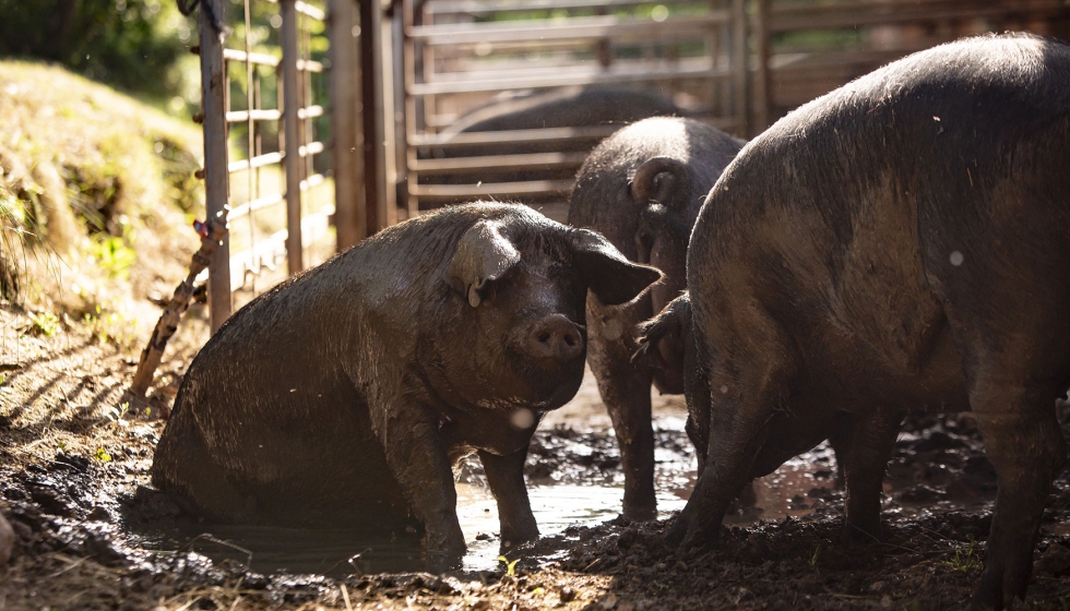 Ejemplares de la granja ecol�gica de Olius (Lleida)