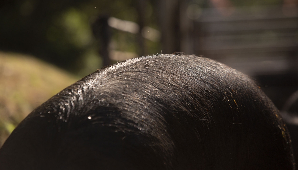 Primer plano de un animal de la granja