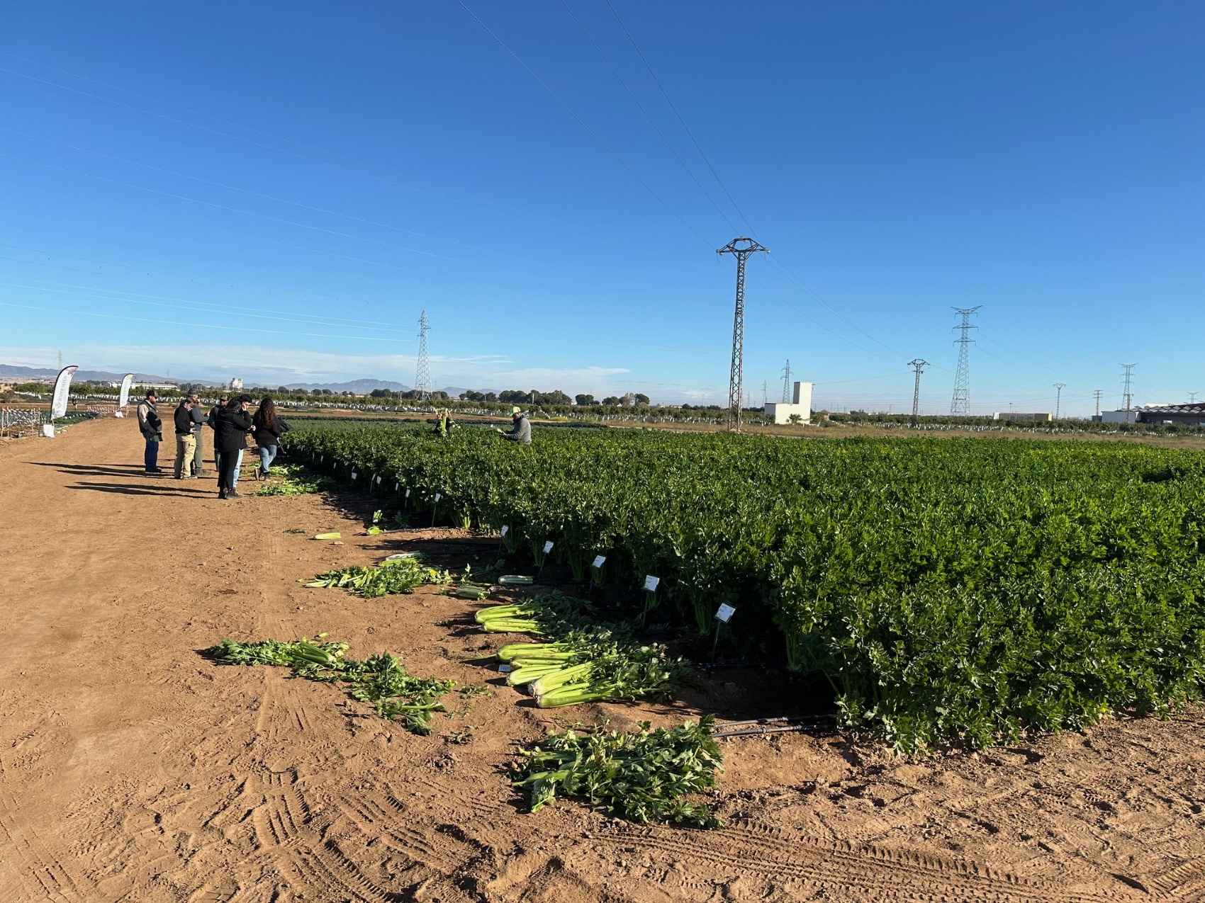 Campo de ensayo de Tozer en El Albujn (Murcia), donde celebr sus Open Days