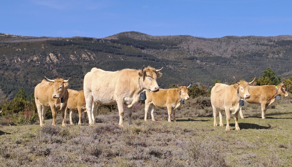 Vacas de raza Pirenaica participantes en el proyecto