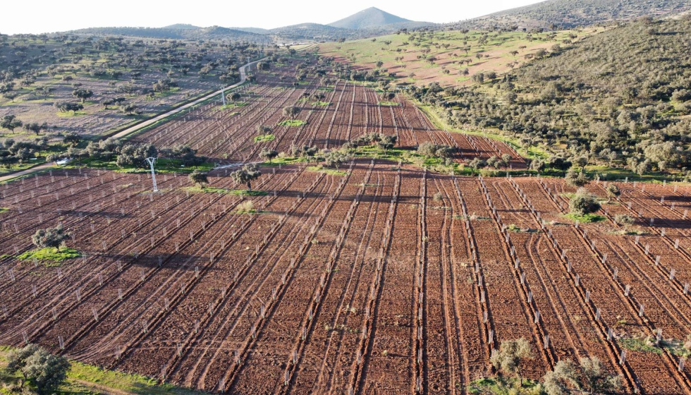 Reforestacin de la Vera Vieja