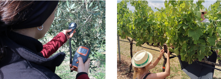 El equipo tcnico de Fundacin Global Nature realizando mediciones en olivares y viedos