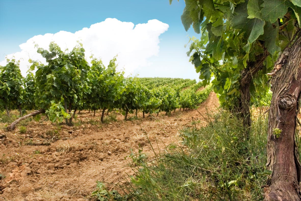 El proyecto AgriAdapt desarrolla estrategias de adaptacin al cambio climtico en el sector agrario...