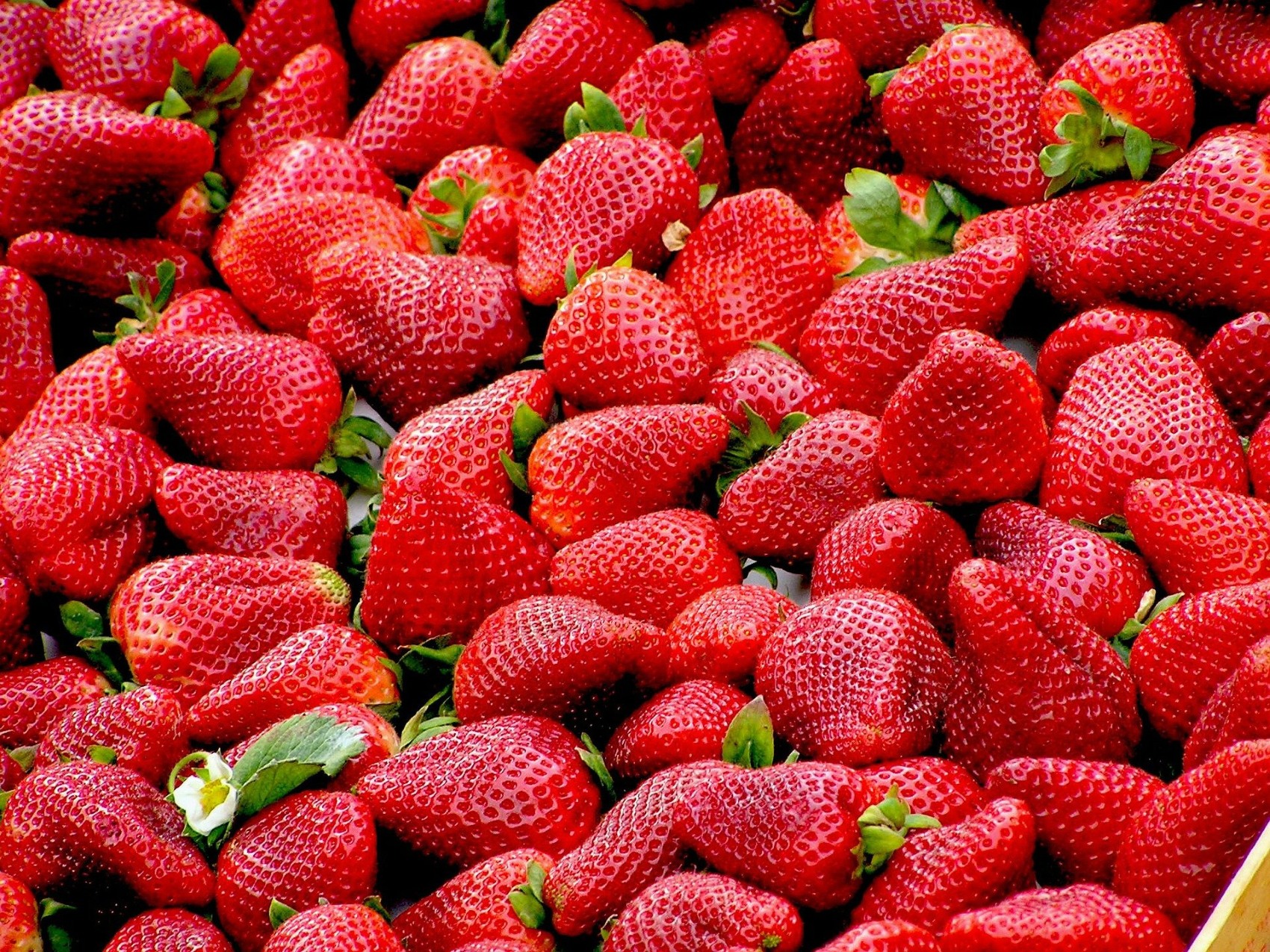 Imagen de fresas, listas para su consumo