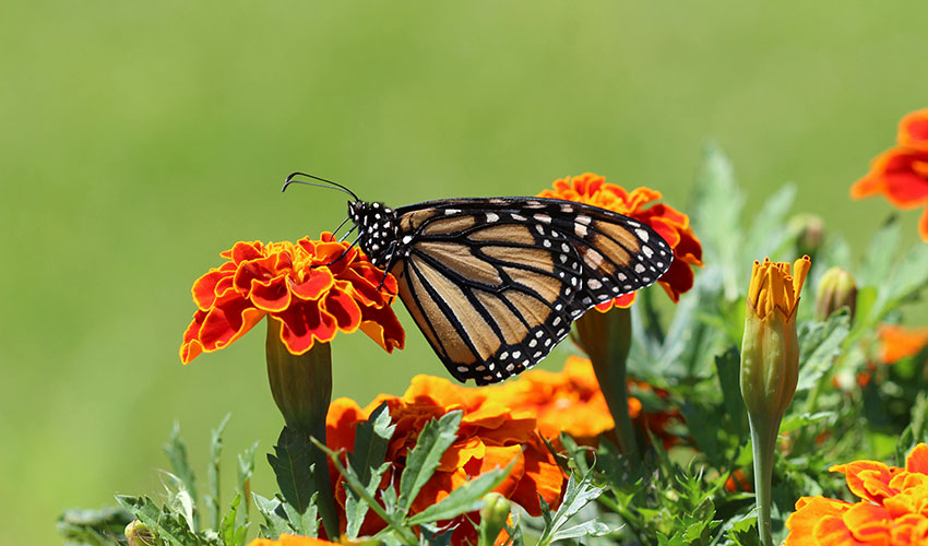 La configuracin de cada jardn puede favorecer la vida de insectos o aves