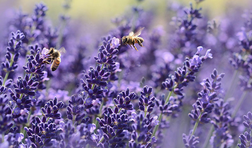 Los colores vibrantes, como el morado de la lavanda, atraen a los polinizadores