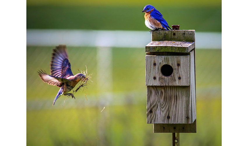 Los comederos son refugio de alimento para las pequeas aves de jardn