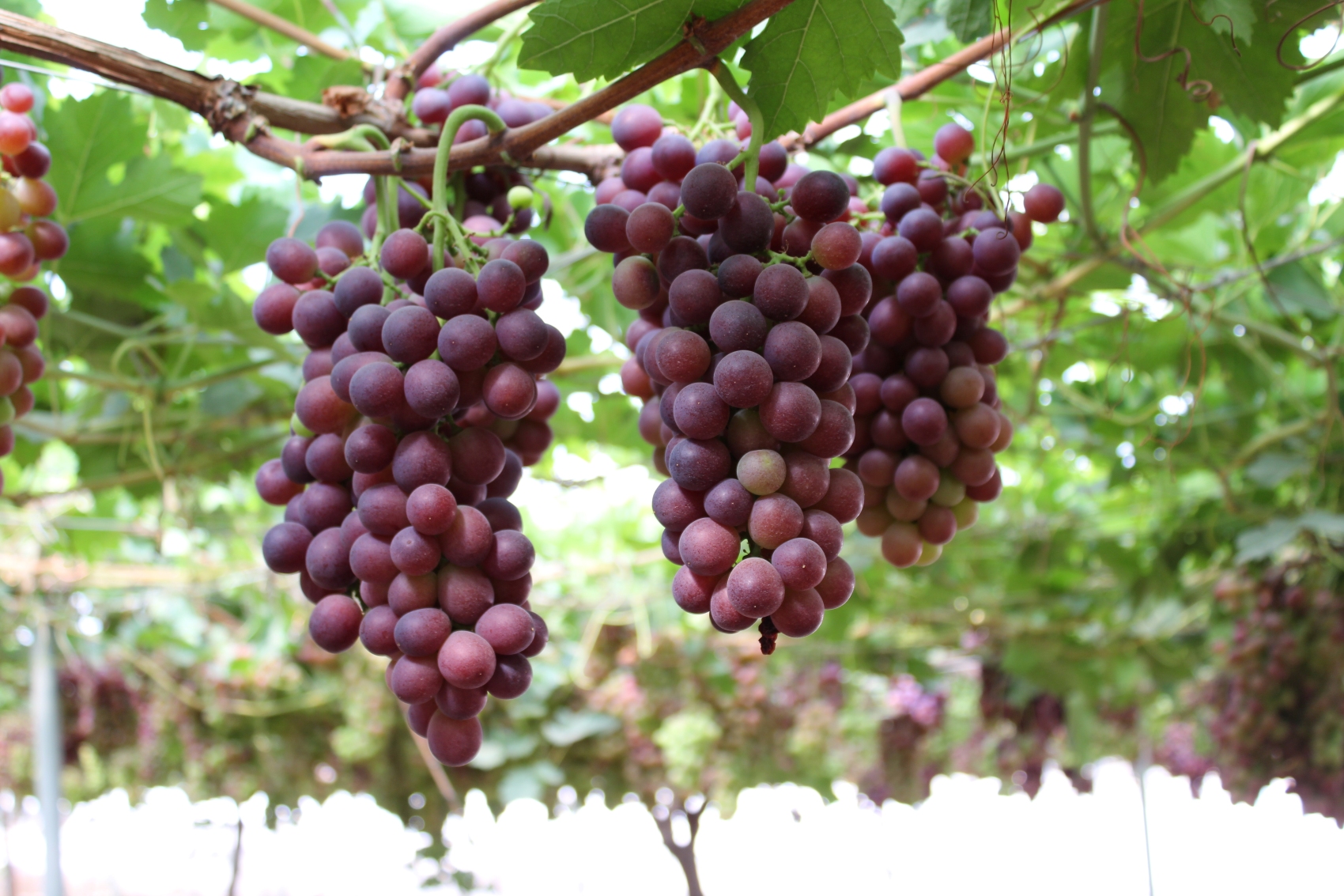 Moyca genera en sus 2.300 hectreas de cultivos ms de 80.000 toneladas de uva