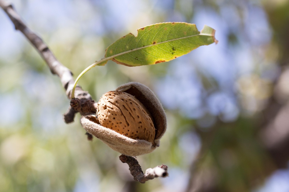 La ayuda directa contribuir a paliar los descensos productivos en almendro y avellano en las provincias de Almera, Murcia, Alicante, Valencia...