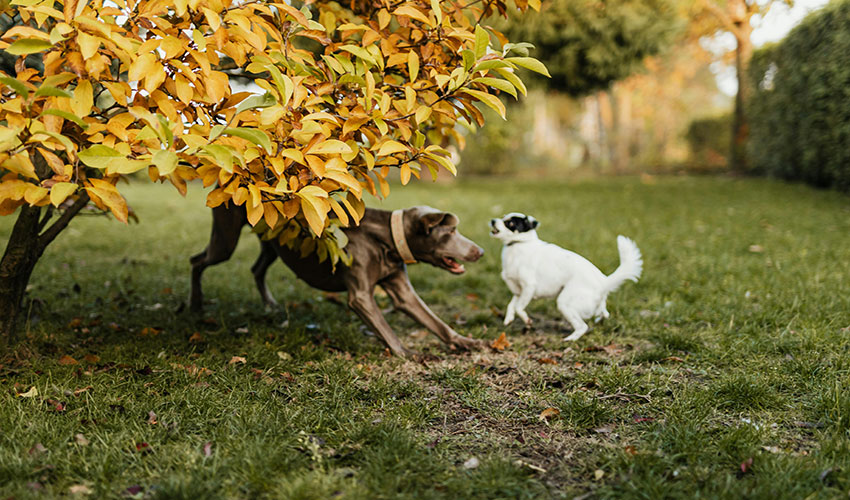 Si se tienen mascotas, es importante revisar y asegurarse de que ninguna planta venenosa est presente en el jardn