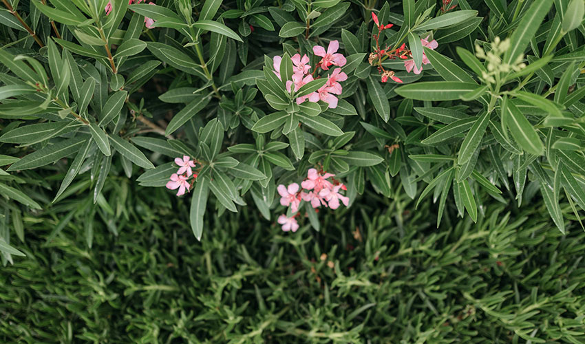 Adelfa (Oleander)