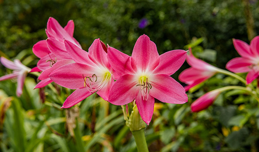 Belladona (Deadly Nightshade)