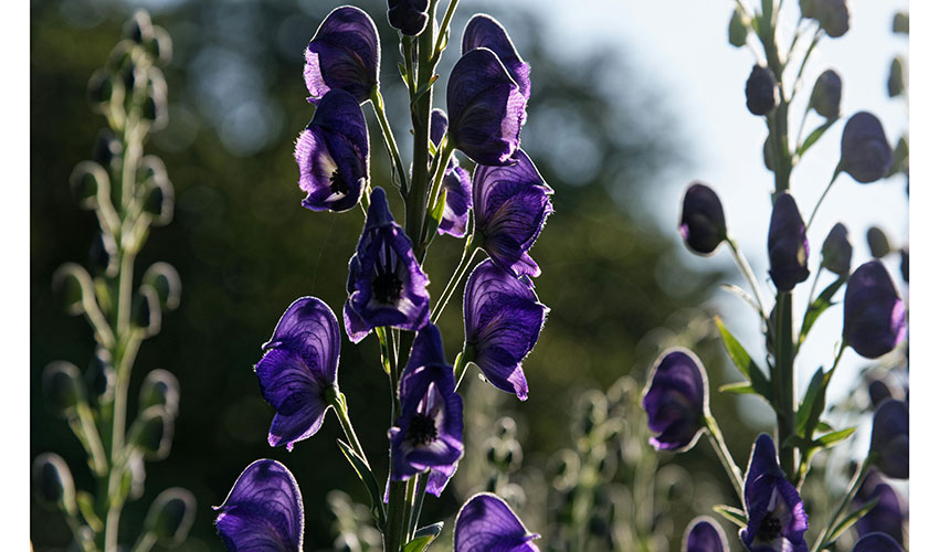 Acnito (Monkshood)