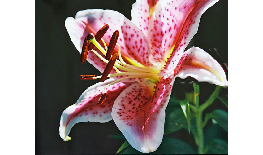 Lirios (Lilies)