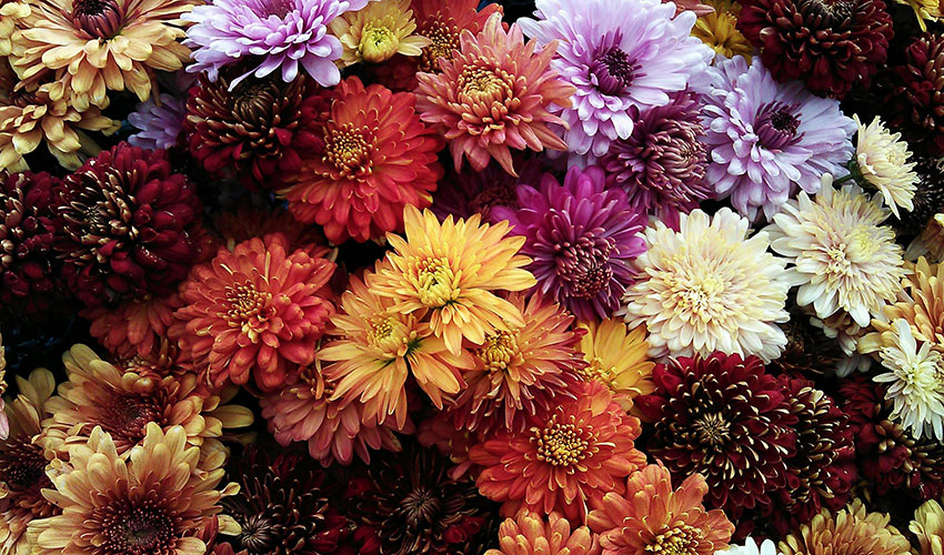 Crisantemos (Chrysanthemum)