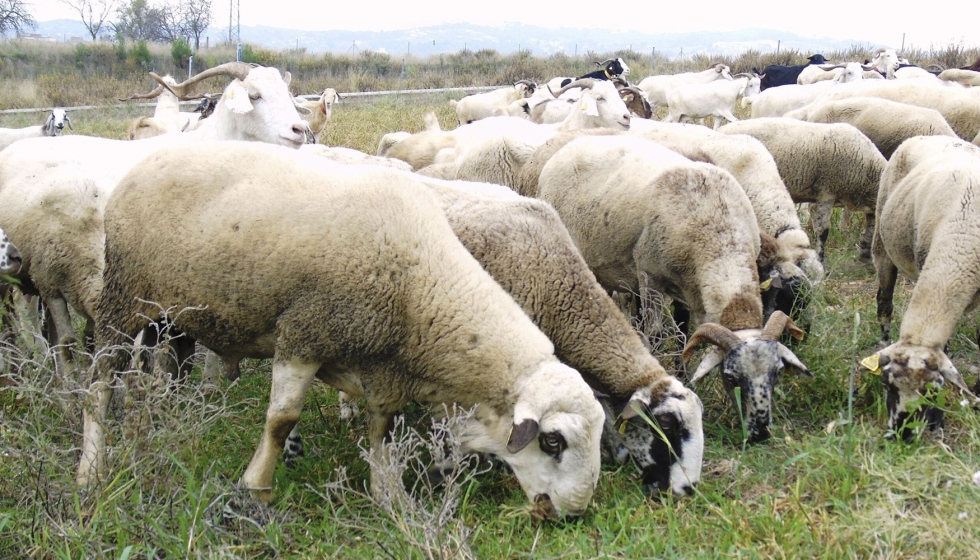 Reba�o ovino en Andaluc�a