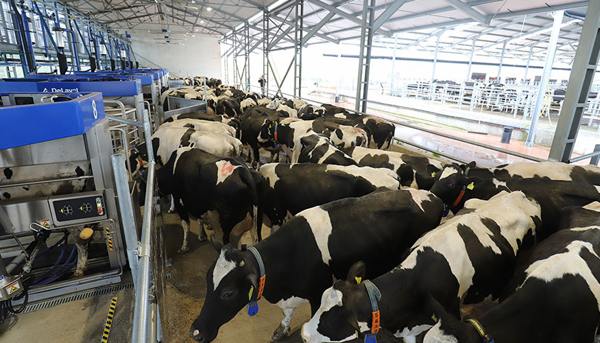 VMS Batch Milking con DeLaval VMS en Italia