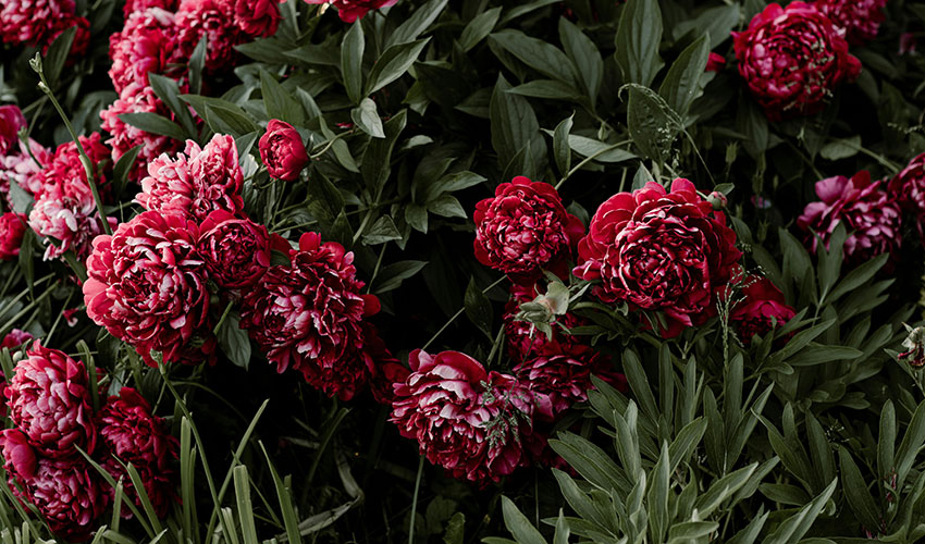 Las plantas perennes resistentes son una buena opci�n para los jardines de bajo mantenimiento