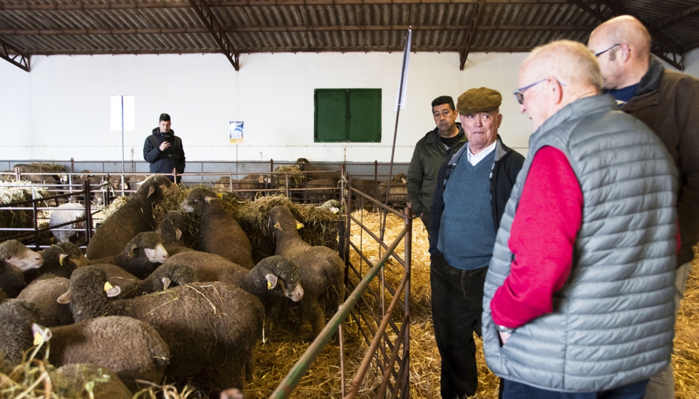 Ganaderos contemplan los ejemplares a subasta en la finca El Cuartillo de la Diputacin de Cceres