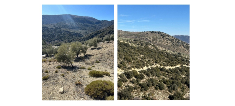 Figura 1. Suelos �ridos en Campillos de Arenas, Ja�n, Andaluc�a. Zona muestreada en el proyecto SHARInG-MeD (https://mel.cgiar.org/projects/1853)...