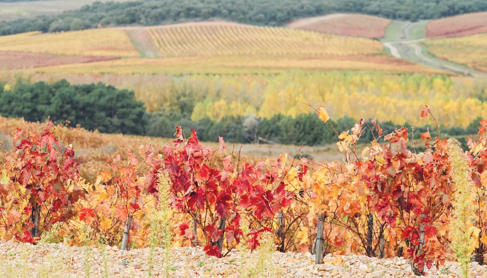 La bodega estudiar del potencial vitcola de algunas variedades de vid en su caracterizacin agronmica y enolgica para mantener la tipicidad de...