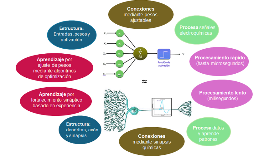 Inspiradas en la estructura y funcionamiento del cerebro humano...