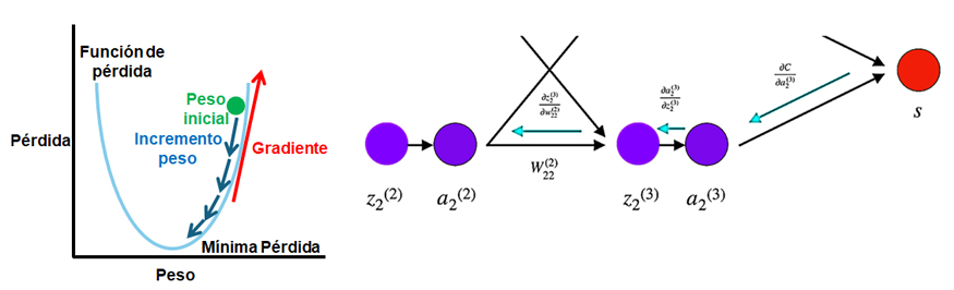 Proceso de entrenamiento