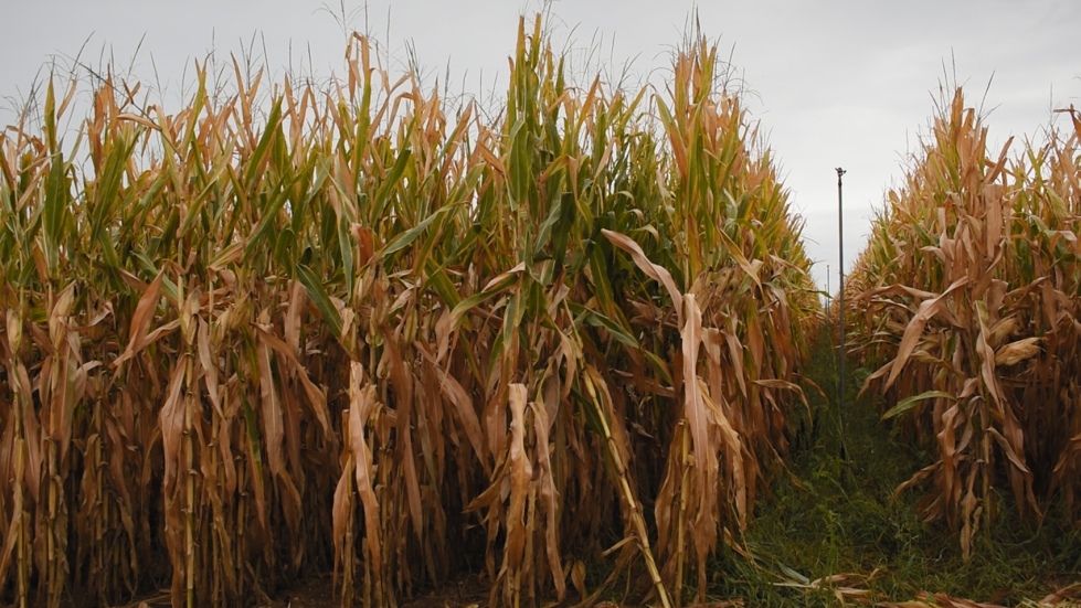 Las empresas de semillas aportan nuevas variedades con ciclos m�s cortos que se adaptan mejor a las segundas siembras