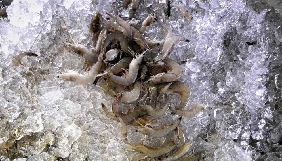 Camarones congelados. Foto: EFE/Paul Buck