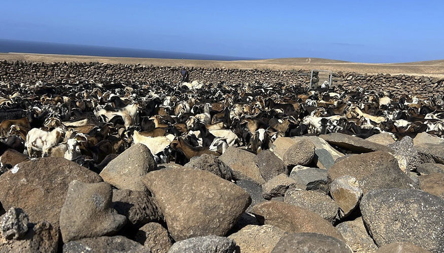 Ganader�a de costa en Fuerteventura
