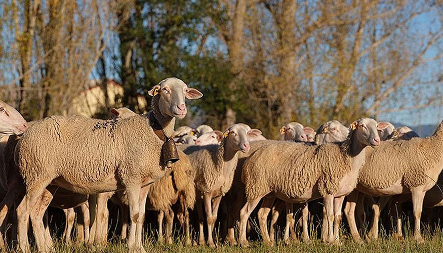 Rebao de la raza ovina Rasa Aragonesa