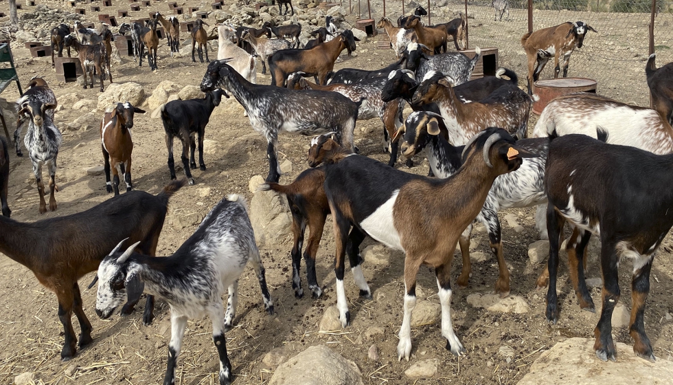 Ejemplares de la raza caprina Payoya