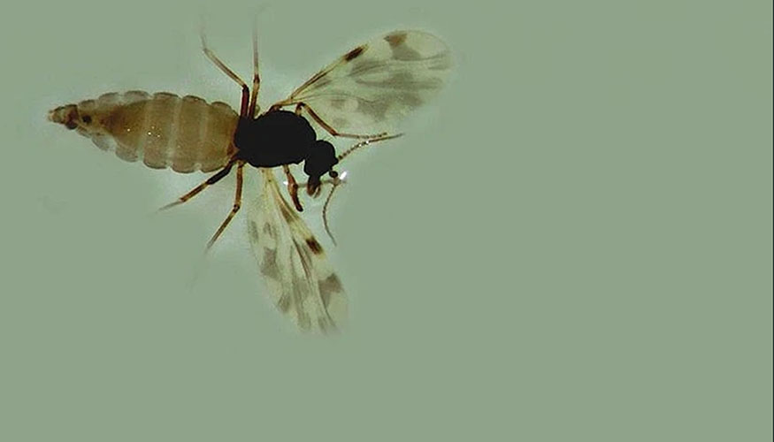 Mosquito Culicoides, principal vector del virus de la lengua azul