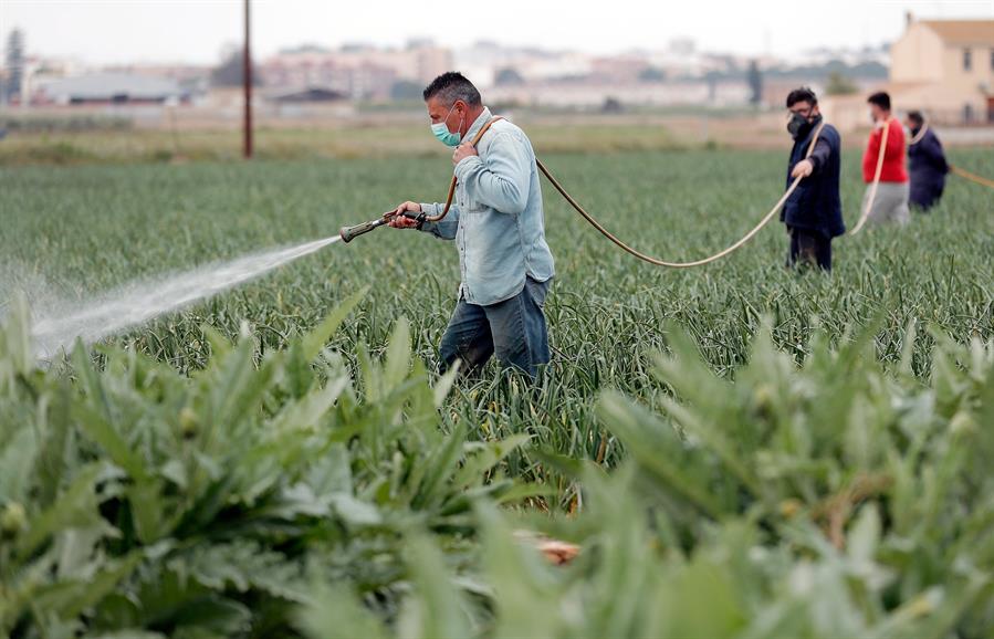 Trabajo agrcola en una finca valenciana durante la pandemia. Efeagro/Kai Frsterling