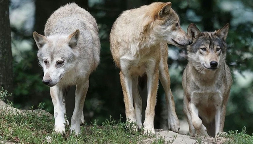 Ejemplares de lobo