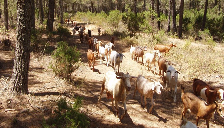 Rebao de pequeos rumiantes en Marruecos