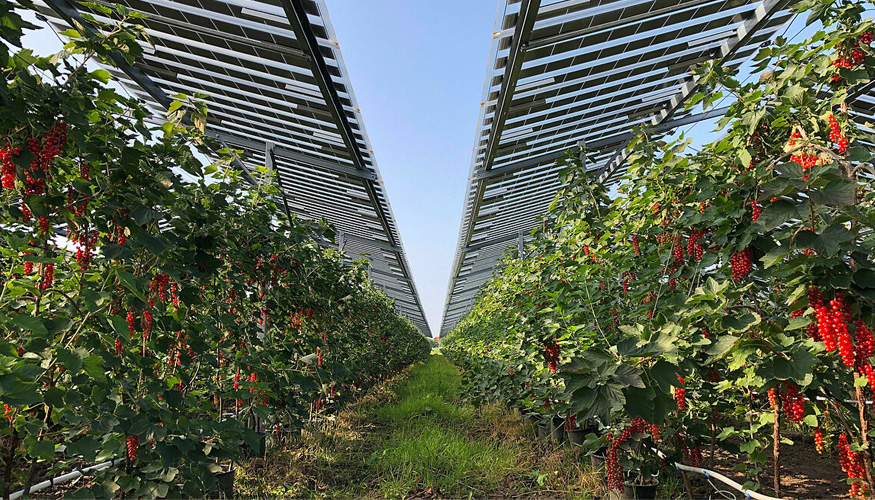 Proyecto agrovoltaico en Granada