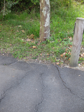 The cracks and resquebrajaduras been due to the roots invasivas of the acacias reduced the confort and the security of the users.Photo: Dupont...