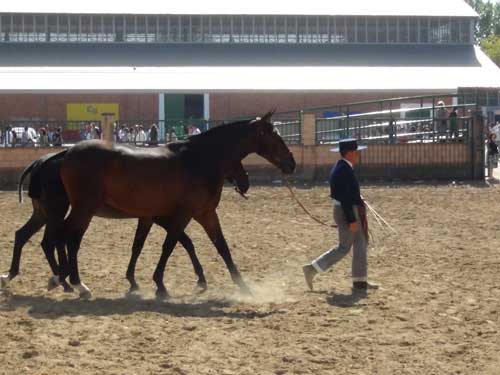 Concurso morfolgico de caballos pura raza espaola