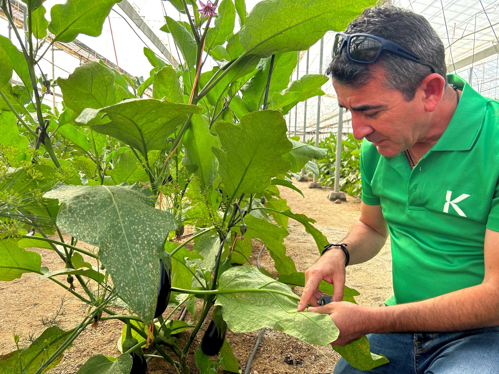 Julin Giner, director tcnico de Koppert Espaa