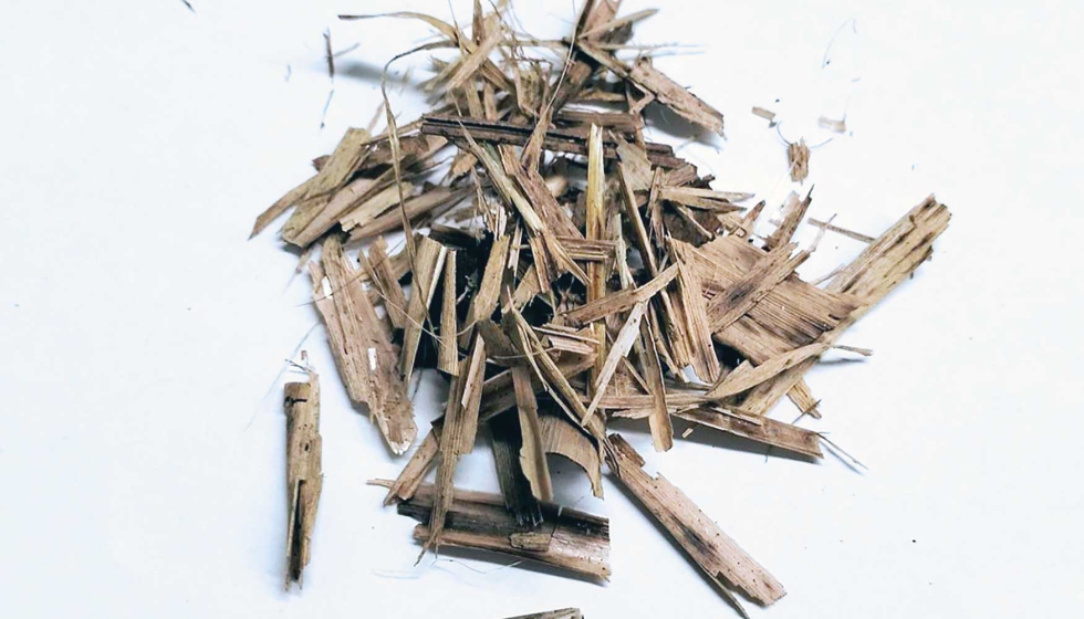 En comparaci�n con la madera, el carrizo se caracteriza por su bajo contenido en lignina. Imagen: Fraunhofer