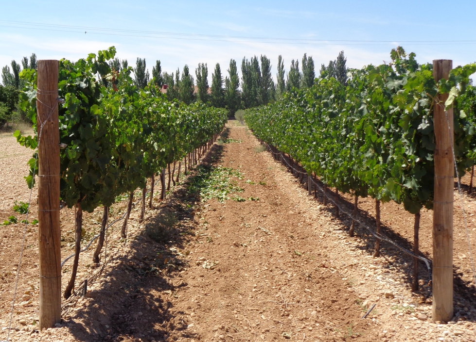 Ensayo de rebaje de p�mpanos en Verdejo