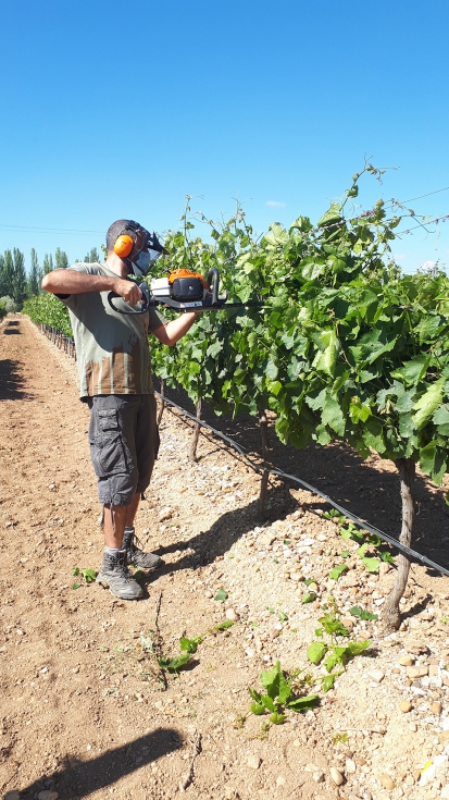 Acci�n de rebaje mec�nico de p�mpanos