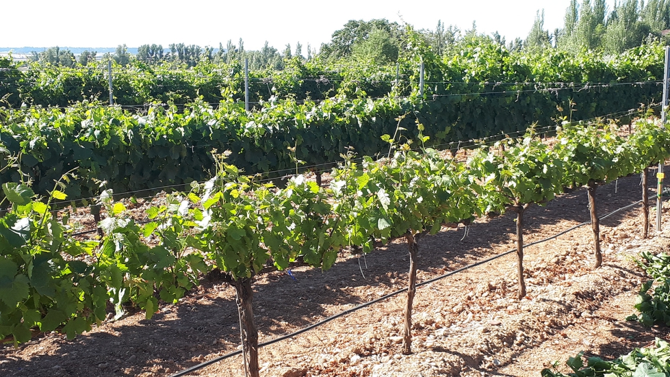 Cepas con canopy recortado