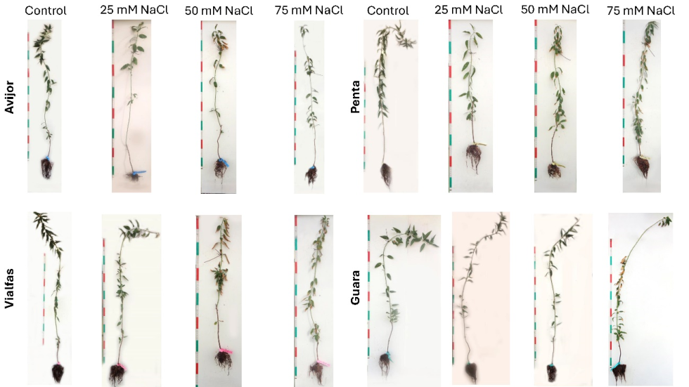 Figura 7. Aspecto visual de los cuatro genotipos sometidos a los diversos tratamientos de salinidad al final del experimento...