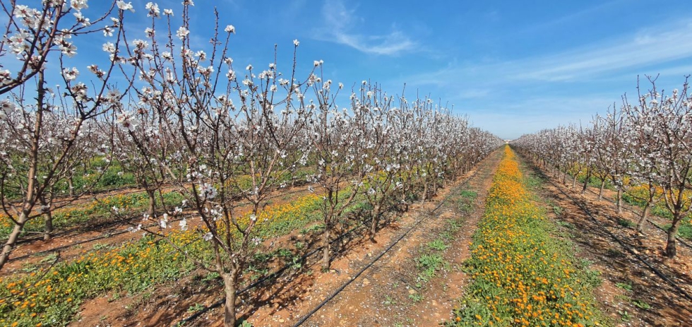 Plantaciones de almendro en seto en flor en la regi�n de Fez, Marruecos. Foto: Agromillora