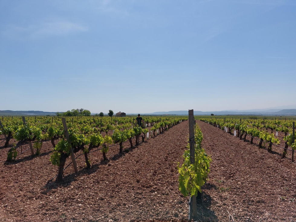 Vi�edo con enmiendas org�nicas