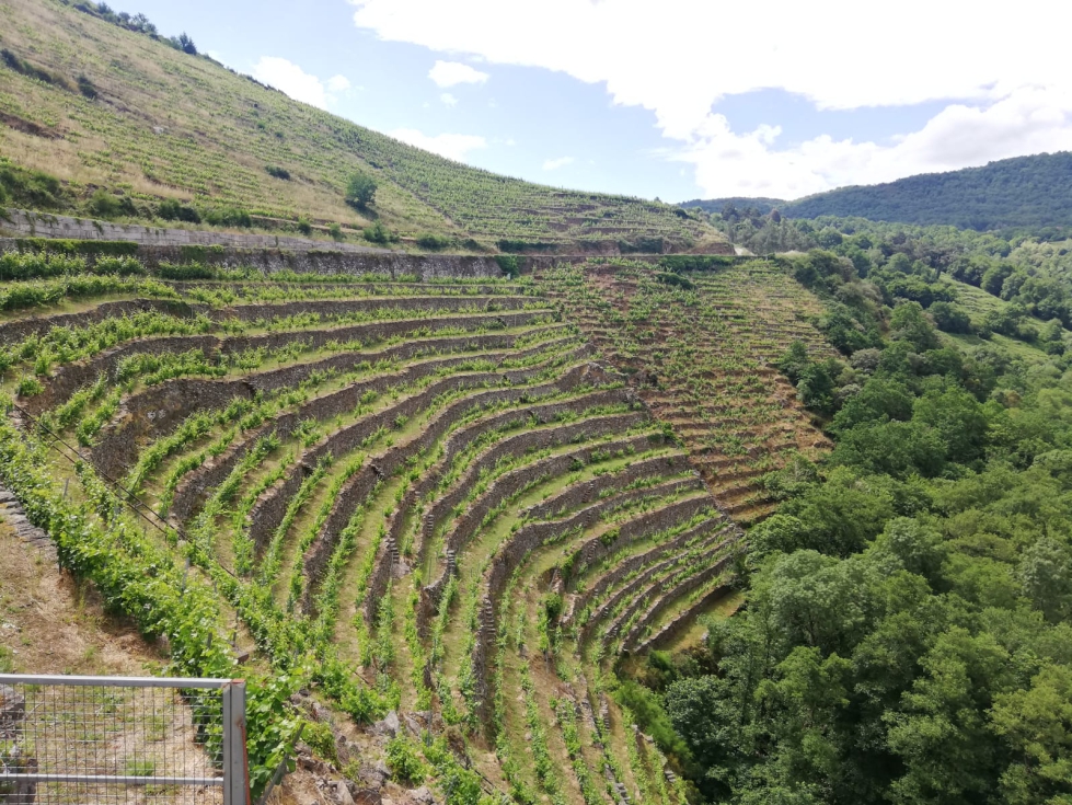 Vi�edo con acolchado de paja