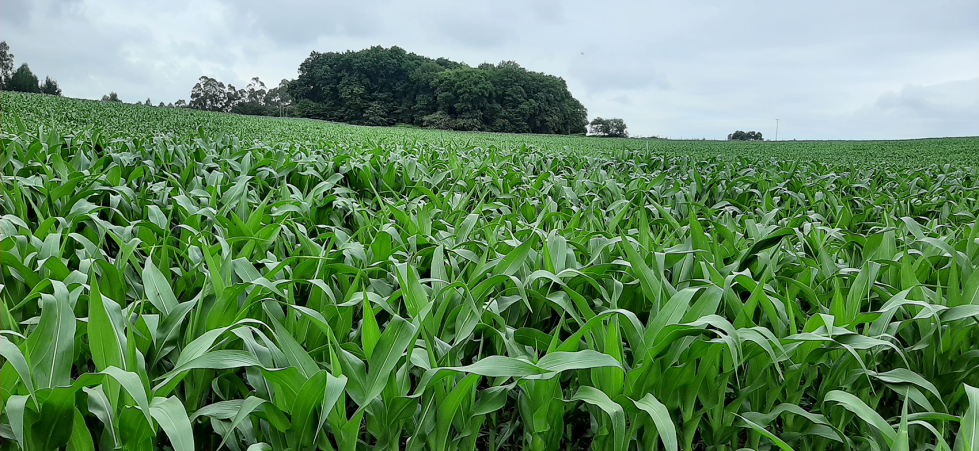 Maizal en rotaci�n con nabo